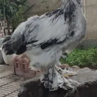 جوجه برهما اصیل|حیوانات مزرعه|گرگان, |دیوار