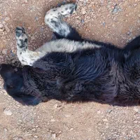 گمشده در فولادشهر