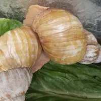 حلزون آچاتینا البینو