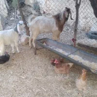 چپش صابرین