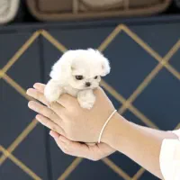 سگ جیبی ۲ماهه|سگ|تهران, سردارجنگل|دیوار