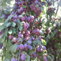 خرید نهال با کیفیت و تضمین شده|خدمات باغبانی و درختکاری|شبستر, |دیوار