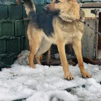 سگ ژرمن باهوش