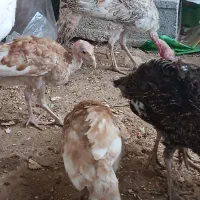 20 عدد بوقلمون