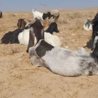 بز کهره دار دوقلوزا