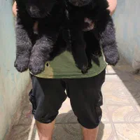 فروش توله سگ ژرمن بلک موبلند زیبا|سگ|کرج, جهان‌شهر|دیوار