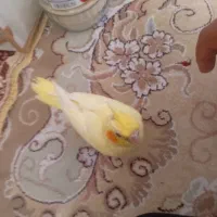 جوجه عروس هلندی