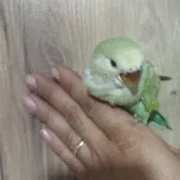 تخفیف ویژه انواع پرنده زینتی|پرنده|هشتگرد, هیو|دیوار