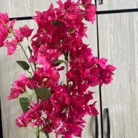 گل کاغذی شکوفه ی|گل مصنوعی|آبادان, |دیوار