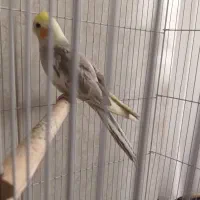 عروس هلندی از نژاد سخنگو|پرنده|قم, چهار مردان|دیوار