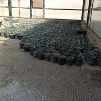 طراحی باغ و ویلا ،ساخت باغچه‌و نگهداری درختان|خدمات باغبانی و درختکاری|مشهد, جاهد شهر|دیوار