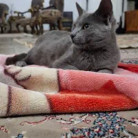 آگهی رو بخون بعد پیام بده