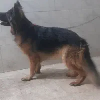 ژرمن بالغ شولاین بلک و دورنگ اصل|سگ|ورامین, ورامین|دیوار