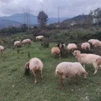 ۴۰راس گوسفند چاق ابستن