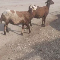 بره ماده شیشک