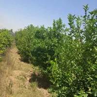 باغ400مترخالص-برق-دارشهرک-منتظری