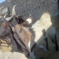 کهر نر|حیوانات مزرعه|هامون, |دیوار