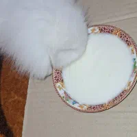 خرگوش مینی لوپ  ترکیش چشم ابی