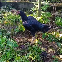 فروش جوجه مرغ لاری با اصالت|حیوانات مزرعه|خرمآباد (تنکابن), |دیوار