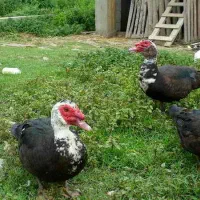 اردک اسراییلی خارجی