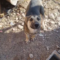 سگ نژاد هاسکی ژرمن