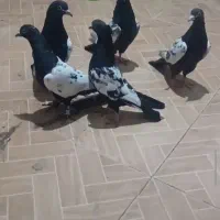 سینه