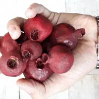خرید عمده انار ریز و دور ریز پادرختی