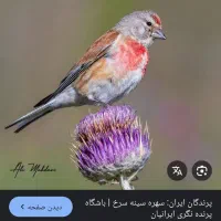 سهره سینه سرخ ماده