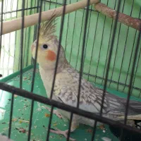 طوطی زیبای عروش هلندی|پرنده|محمدشهر, محمدشهر|دیوار