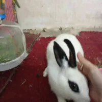 بچه خرگوش|موش و خرگوش|بندر دیر, |دیوار