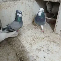 کبوترتهرانی|پرنده|کرمانشاه, |دیوار