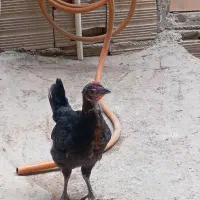 خروس