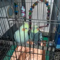 جفت عروس هلندی مولد هستن