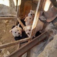 پاپی جهت واگذاری|سگ|ملکآباد, |دیوار