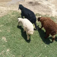 بره های خوش‌خوراک