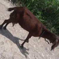 25000000|حیوانات مزرعه|گرگان, |دیوار