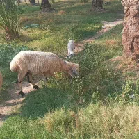 میش بره|حیوانات مزرعه|عنبرآباد, |دیوار