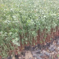 فروش نهال پسته منطقه برخوار|گل و گیاه طبیعی|حبیب آباد, |دیوار