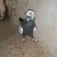 کبوتر پا پر|پرنده|اهواز, کوی رمضان|دیوار