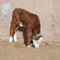 گاو شیری|حیوانات مزرعه|اسفرورین, |دیوار