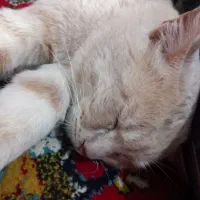 گربه نژاد دی اس اچ