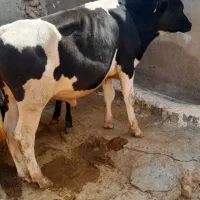 گوساله