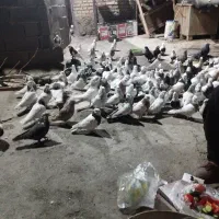 80دانه کبوترطوقی ودم سفیدودم سیاه
