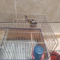 سهره ماده