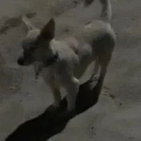 سگ‌پا‌کوتاه