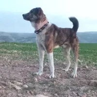 سگ افغان|سگ|پیشخور, |دیوار