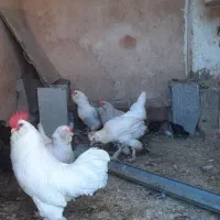 تخم مرغ گلین ومرندی|حیوانات مزرعه|مسجد سلیمان, |دیوار