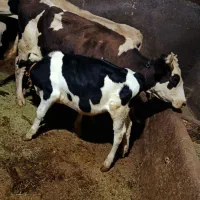 گاو|حیوانات مزرعه|حلب, |دیوار