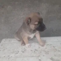 واگذاری توله سگ سرابی|سگ|یزد, |دیوار