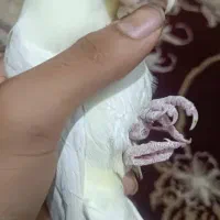 پرنده جوجه عروس هلندی اشتی|پرنده|بندرعباس, |دیوار